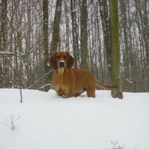 Meet your Posher, Robin